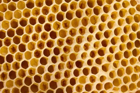 Honeycomb with bees Stock Photos
