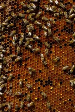 Honeycomb with bees Stock-Fotos