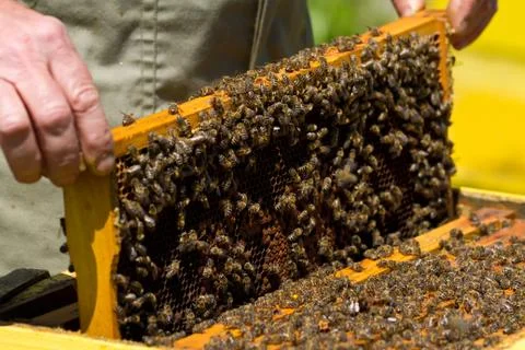 Honeycomb with bees Stock Photos