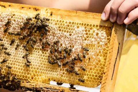 Honeycomb with bees Stock Photos