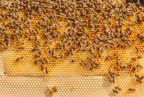 Honeycomb with bees Foto stock