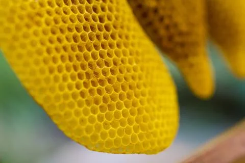 Honeycomb with bees Stock Photos