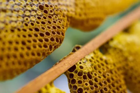 Honeycomb with bees Foto stock