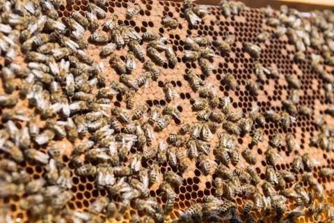 Honeycomb bees Stock Photos