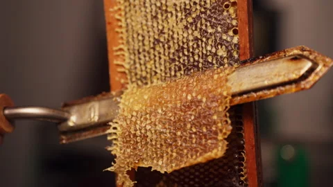 Honeycomb being un-capped Stock Footage 287893695