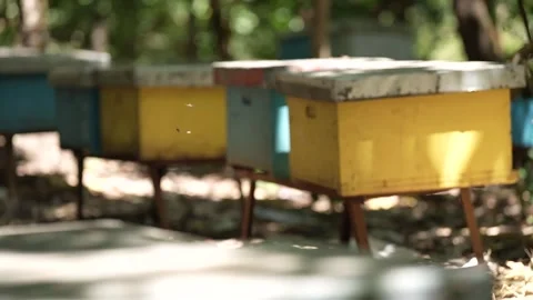 Honeycomb boxes that bees enter Stock Footage 255998289