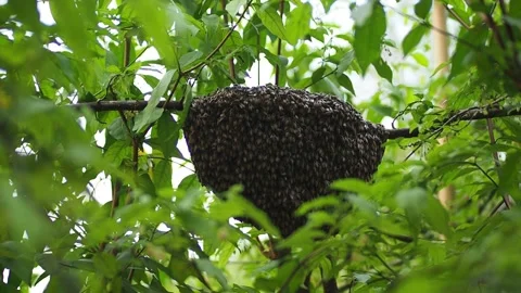 A honeycomb on a branch Stock Footage 139186483