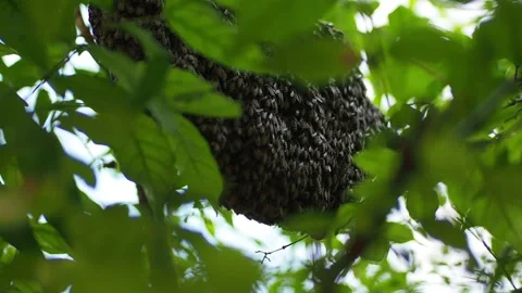A honeycomb on a branch2 Stock Footage 139186473
