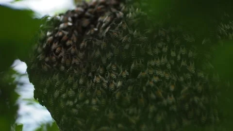 A honeycomb on a branch3 Stock Footage 139186599