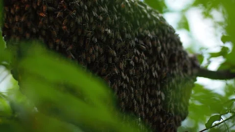 A honeycomb on a branch5 Stock Footage 139186603