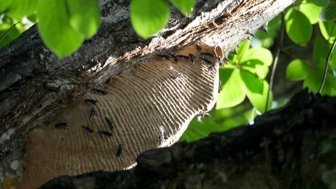 Honeycomb on the branches of a tree in the Caribbean Stock Footage 91866870