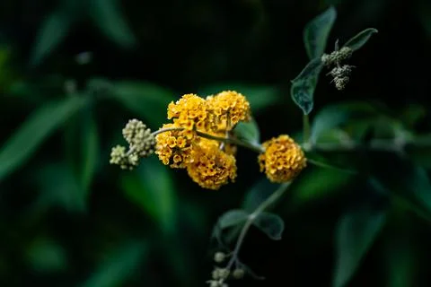 Honeycomb Buddleia Stockfoto's