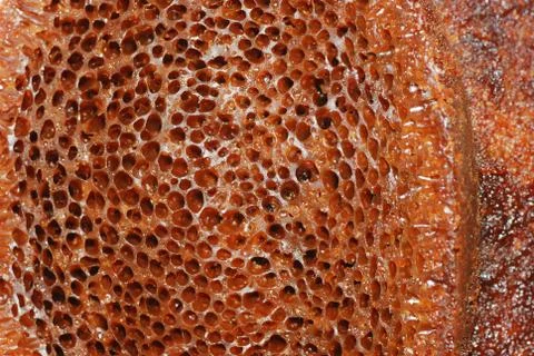 Honeycomb cake macro texture Foto stock