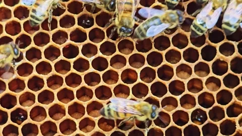 Honeycomb Cells Pattern with Bees Moving Macro Close Up Stock Footage 333939283