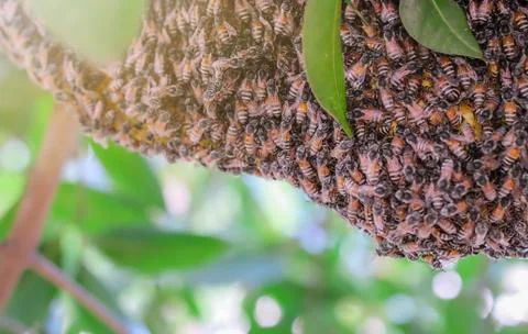 Honeycomb close up on background Stock Photos