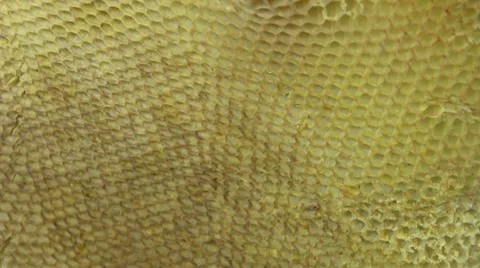 Honeycomb close up Vidéo 36544298