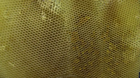 Honeycomb close up Видео 36545133
