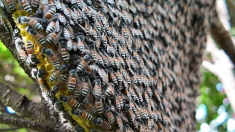 Honeycomb close up in the garden Stockbeeldmateriaal 306907546