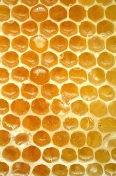 Honeycomb close up Stock Photos