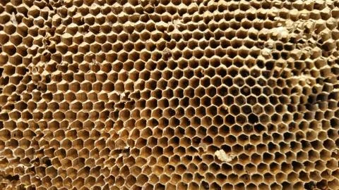 Honeycomb, close-up Stock Photos