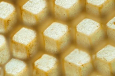 Honeycomb close up Stock Photos