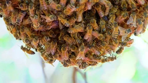 Honeycomb Close Up on a Tree Branch 4K Stock Footage 78554438