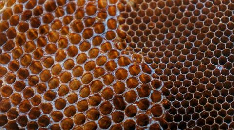 Honeycomb closeup empty comb without honey Foto stock