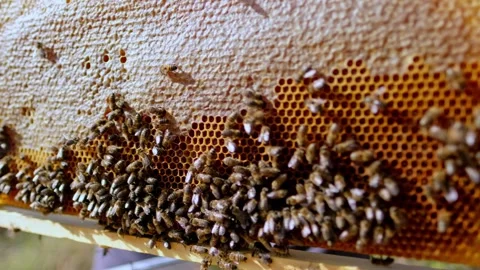 Honeycomb Closeup Stock Footage 340649634