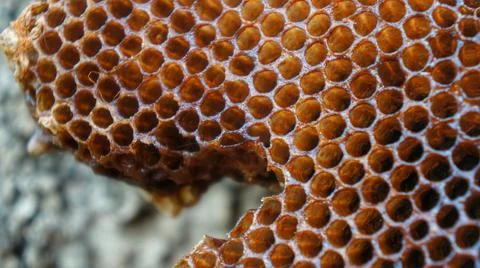 Honeycomb closeup part of empty comb without honey Stock Photos