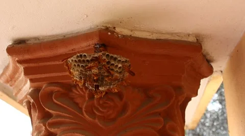 On honeycomb column Stock Footage 56080177