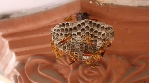 On honeycomb column Stock Footage 56080242