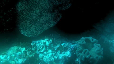 Honeycomb coral on a reef in diffuse twilight. Stock Footage 309258773