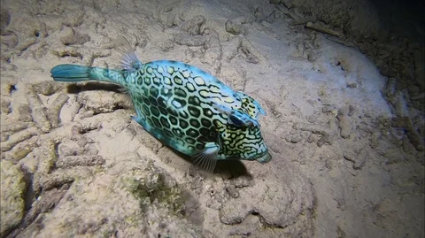 Honeycomb Cowfish Stock Footage 88177059