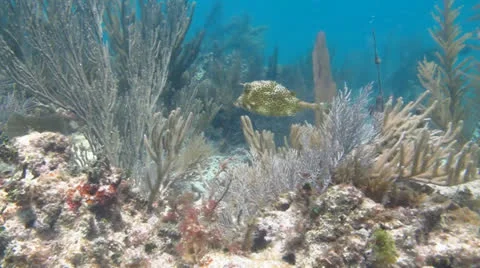 Honeycomb cowfish (Lactophrys polygonius) Stock Footage 24637593