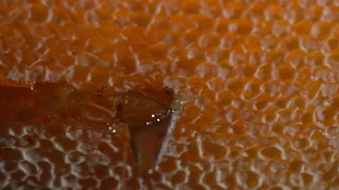 Honeycomb Cutting Open, Macro, Slow Motion Stock Footage 167267221