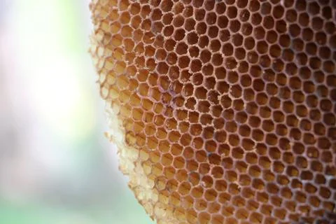 Honeycomb empty branch on tree texture background brown color danger insect Foto stock