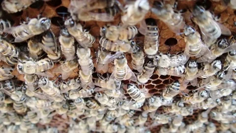 Honeycomb extending deep into the hive Stock Footage 171381616