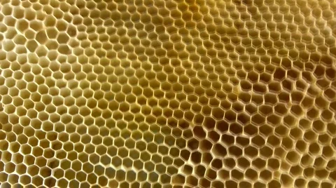 Honeycomb Stock Footage 528250