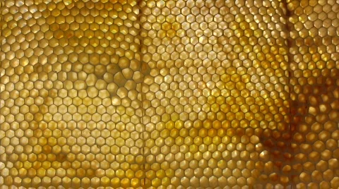 Honeycomb Stock Footage 528527