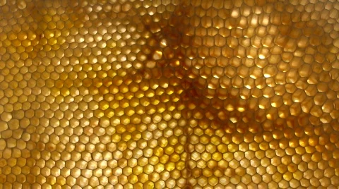 Honeycomb Stock-Footage 528684