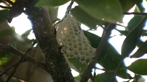 Honeycomb Video stock 7908292