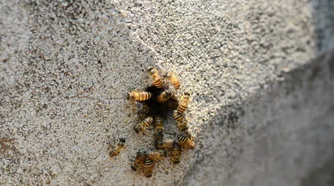 Honeycomb Video stock 25202311