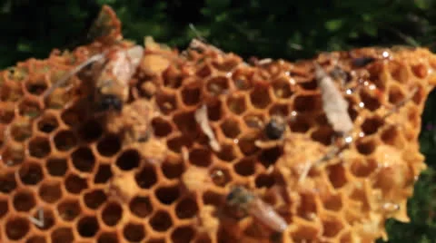 Honeycomb Stock Footage 25590026