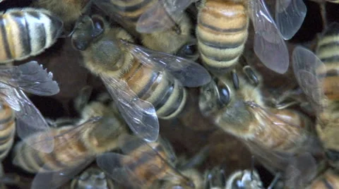 Honeycomb Stockbeeldmateriaal 64800288