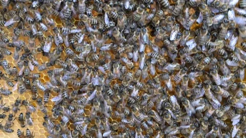Honeycomb Stock Footage 115963897