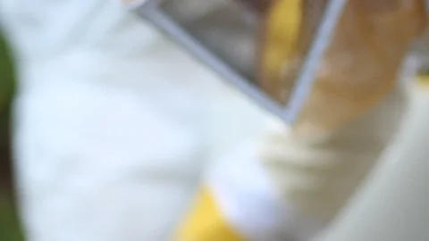 Honeycomb Stock Footage 128545599