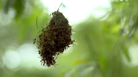 Honeycomb in the forest Stock Footage 81050960