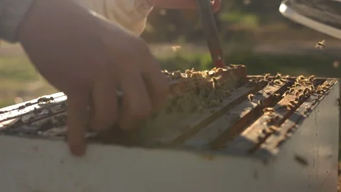 Honeycomb Frame and Bees Pulled from a Beehive by a Beekeeper. Sunflares. Moving Stock Footage 85270831