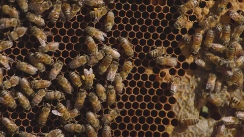Honeycomb Frame with Bees intensely Working Hard Inside Beehive nest, detail Stock Footage 320397536