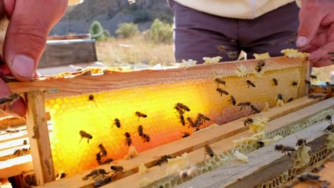 Honeycomb Frame Stock Footage 340649795